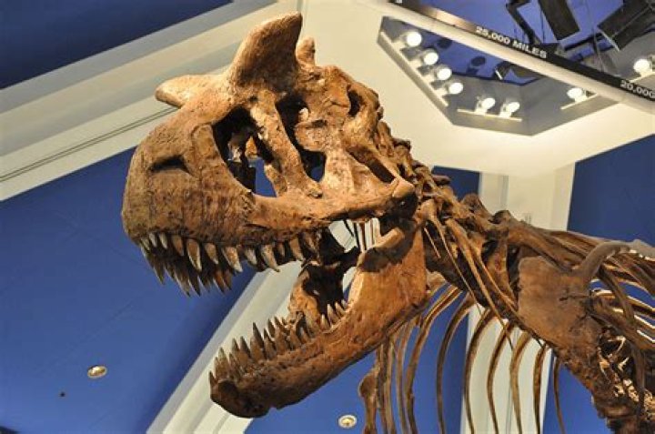 5 Thrilling Expeditions Found in Animal Kingdom